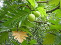 Brotfruchtbaum (Artocarpus altilis)