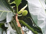 Brotfruchtbaum (Artocarpus altilis), Urheber/Quelle/Lizenz: Judgefloro, Wikimedia, pd