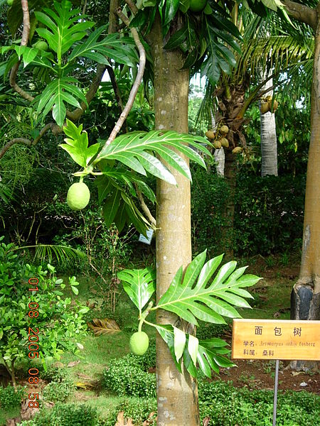 Brotfruchtbaum (Artocarpus altilis)