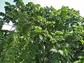 n2 (Artocarpus anisophyllus)