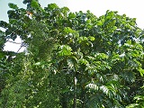 Artocarpus anisophyllus, Urheber/Quelle/Lizenz: Bernard DUPONT, flickr, CC BY-SA 2.0