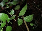 Artocarpus anisophyllus, Urheber/Quelle/Lizenz: loupok, flickr, CC BY-NC-ND 2.0