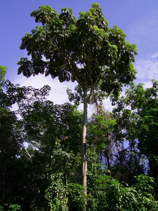 Entawak (Artocarpus anisophyllus)