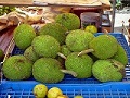 Kamansi (Artocarpus camansi)