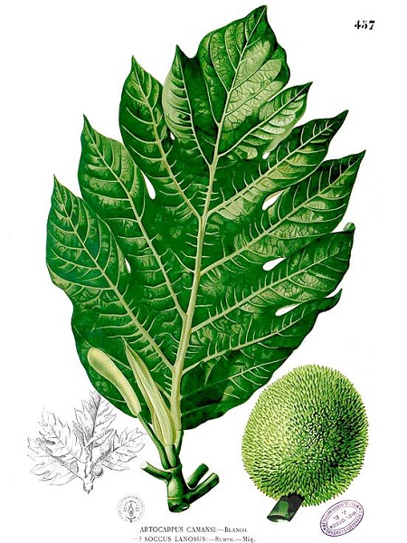 Kamansi (Artocarpus camansi)