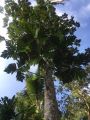 Artocarpus camansi, Urheber/Quelle/Lizenz: © cseag_ninik_karmariyanti, iNaturalist, CC BY-NC 4.0