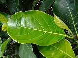 Artocarpus heterophyllus, Urheber/Quelle/Lizenz: mauro halpern, flickr, CC BY 2.0