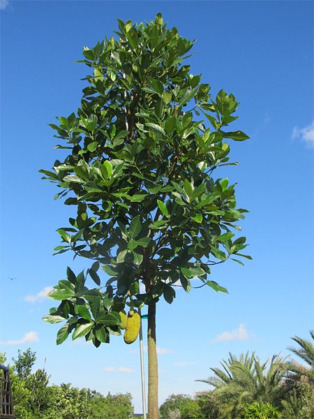 Jackfrucht (Artocarpus heterophyllus)