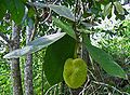 Kamansi (Artocarpus odoratissimus)