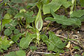 Gefleckter Aronstab (Arum maculatum)