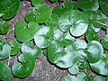 Braune Haselwurz (Asarum europaeum)