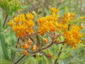 Orange Seidenpflanze (Asclepia tuberosa)
