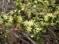 Spitzblättriger Spargel (Asparagus acutifolius)