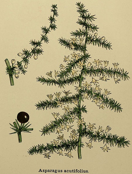 Spitzblättriger Spargel (Asparagus acutifolius)