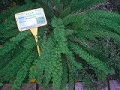 Zier-Spargel (Asparagus densiflorus)