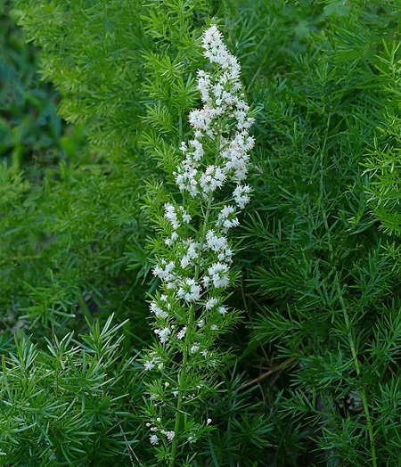 Zier-Spargel (Asparagus densiflorus)