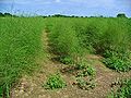 Gemüse-Spargel (Asparagus officinalis)