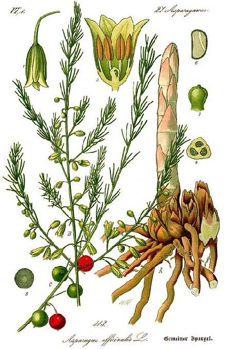 Gemeiner Spargel (Asparagus officinalis)