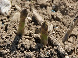 Gemeiner Spargel (Asparagus officinalis), Urheber/Quelle/Lizenz: Andreas Rockstein, flickr, CC BY-SA 2.0