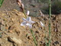 Röhriger Affodil (Asphodelus fistulosus)