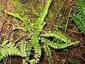 Asplenium anceps