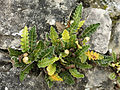 Milzfarn (Asplenium ceterach)