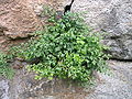 Mauer-Streifenfarn (Asplenium ruta-muraria)