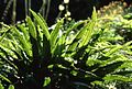 Hirschzunge (Asplenium scolopendrium)