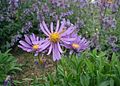 Alpen-Aster (Aster alpinus)