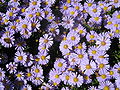 Berg-Aster (Aster amellus)