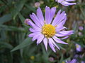 Glattblatt-Aster (Aster novi-belgii)