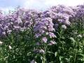 Tatarinow's aster (Aster tataricus)