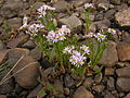 Strand-Aster (Aster tripolium)