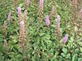 Teppich-Astilbe (Astilbe chinensis pumila)