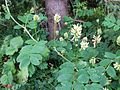 Bärenschote (Astragalus glycyphyllos)