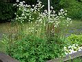 Große Sterndolde (Astrantia major)