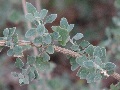 River Saltbush (Atriplex amnicola)