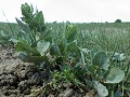 Silver orach (Atriplex argentea)