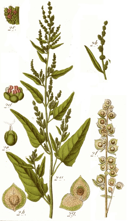 Gartenmelde (Atriplex hortensis)