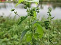 Spreizende Melde (Atriplex patula)