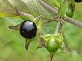 Tollkirsche (Atropa belladonna)