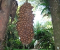 Cohune Nut (Attalea cohune)