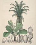 Attalea butyracea