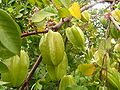 Sternfrucht (Averrhoa carambola)