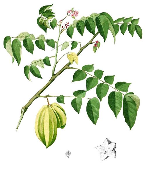 Sternfrucht (Averrhoa carambola), Urheber: Francisco Manuel Blanco, Flora de Filipinas