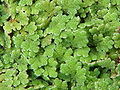 Großer Algenfarn (Azolla filiculoides)