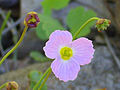 Gewöhnlicher Igelschlauch (Baldellia ranunculoides)