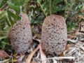 Banksia blechnifolia