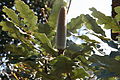 Stirling Range Banksia (Banksia solandri)