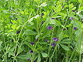 Indigo-Lupine (Baptisia australis)